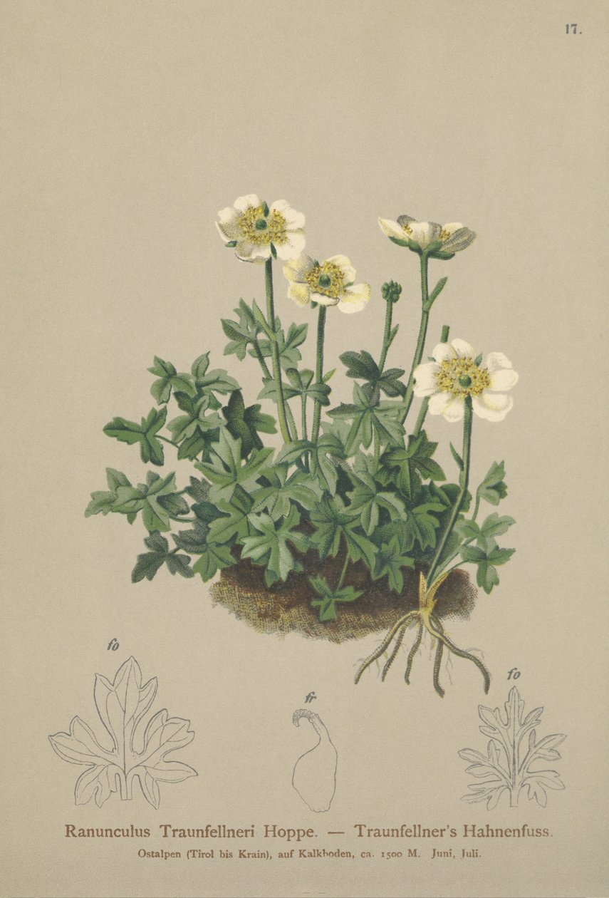 Traunfellners Kragefod (Ranunculus Traunfellneri) af German School