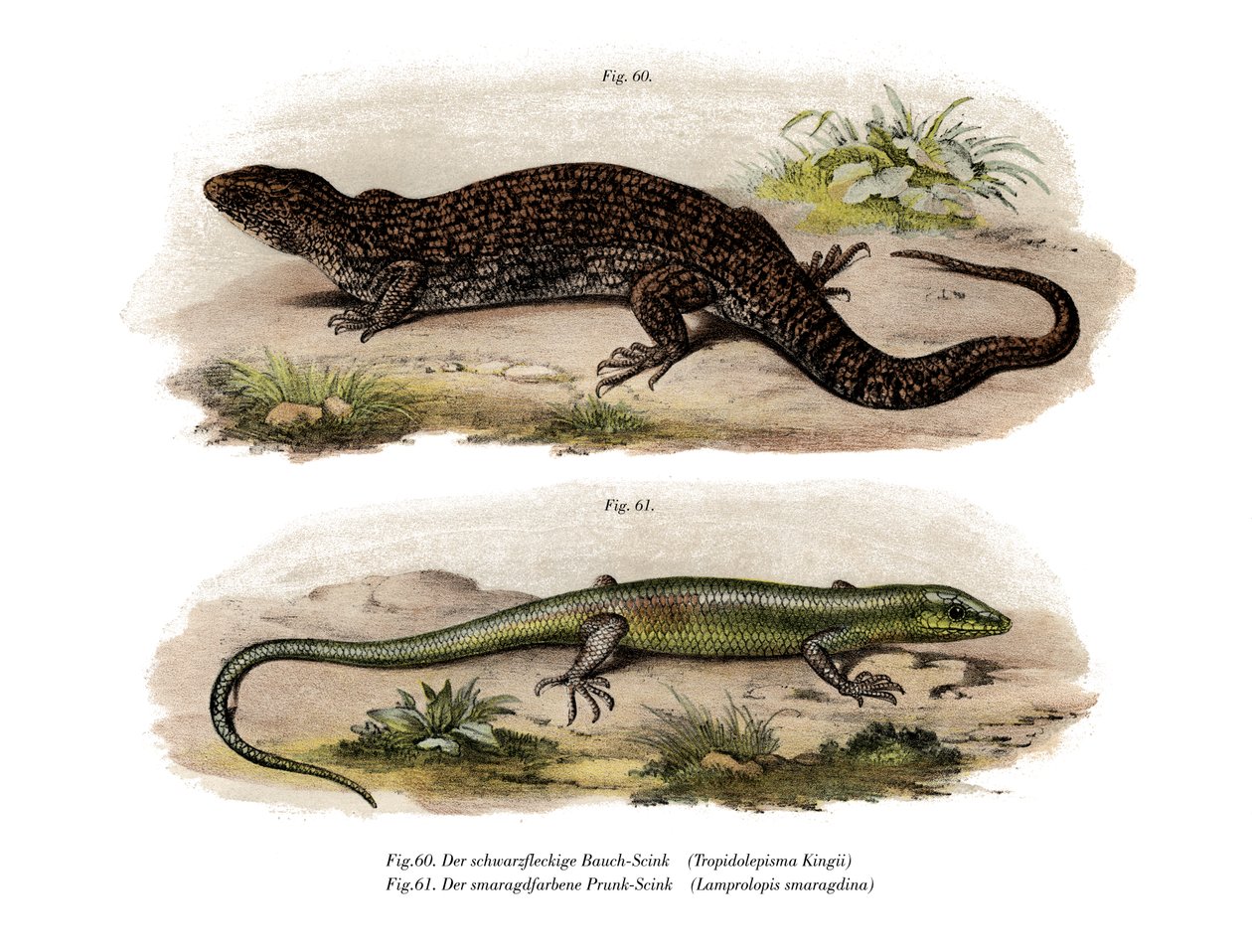 Træskink (farve litho) af German School
