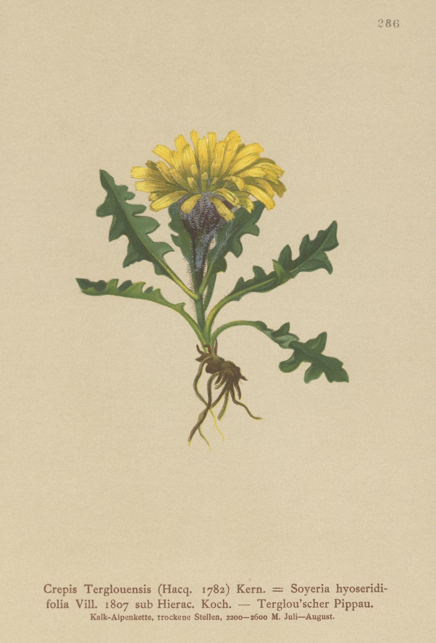 Triglav Høgskæg (Crepis terglouensis, Soyeria hyoseridifolia sub Hierac.). af German School