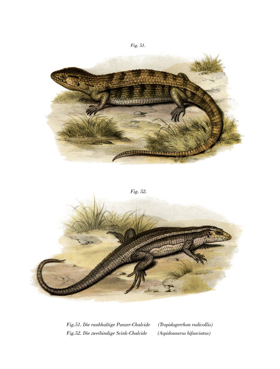 Tropidogerrhon rudicollis (farve litho) af German School