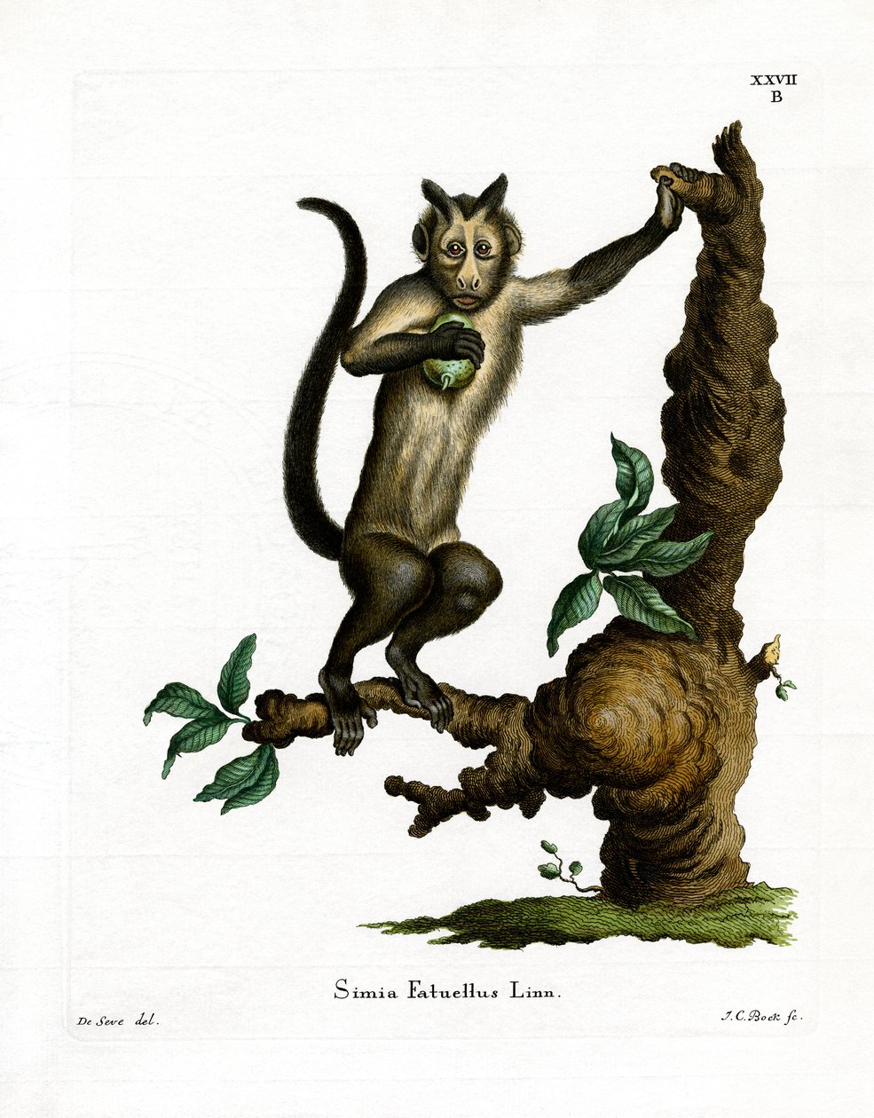 Tufted Capuchin (farvet gravering) af German School