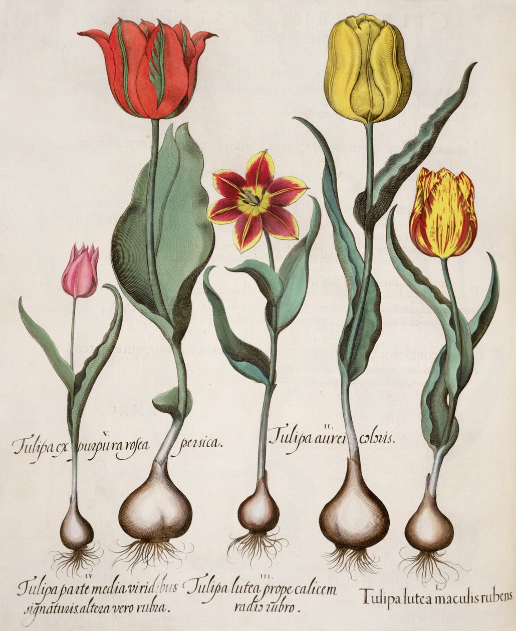 Tulipaner: 1. Tulipan gule med røde pletter; 2. Tulipanfarve 3. En gul tulipan med en rød stråle nær kalken; 4. Tulipan på den ene halvdel med grønne signaturer, og på den anden med røde; 5. Tulipan lilla pink ferskner af German School
