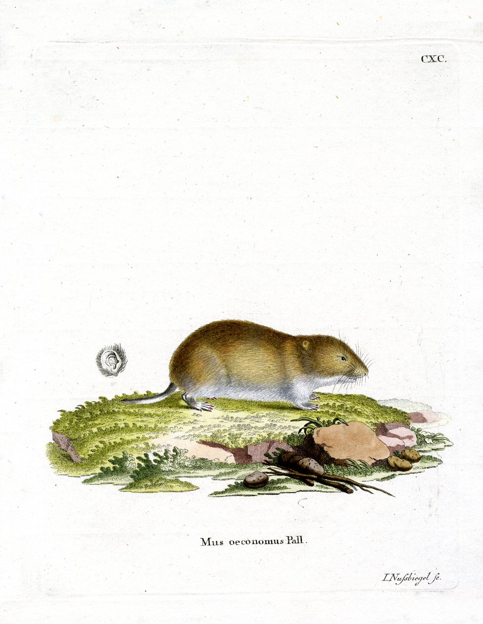 Tundra Vole (farvet gravering) af German School