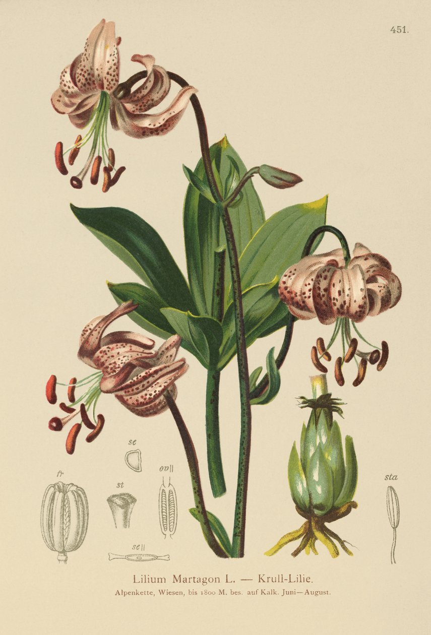 Tyrkerlilje (Lilium Martagon) af German School