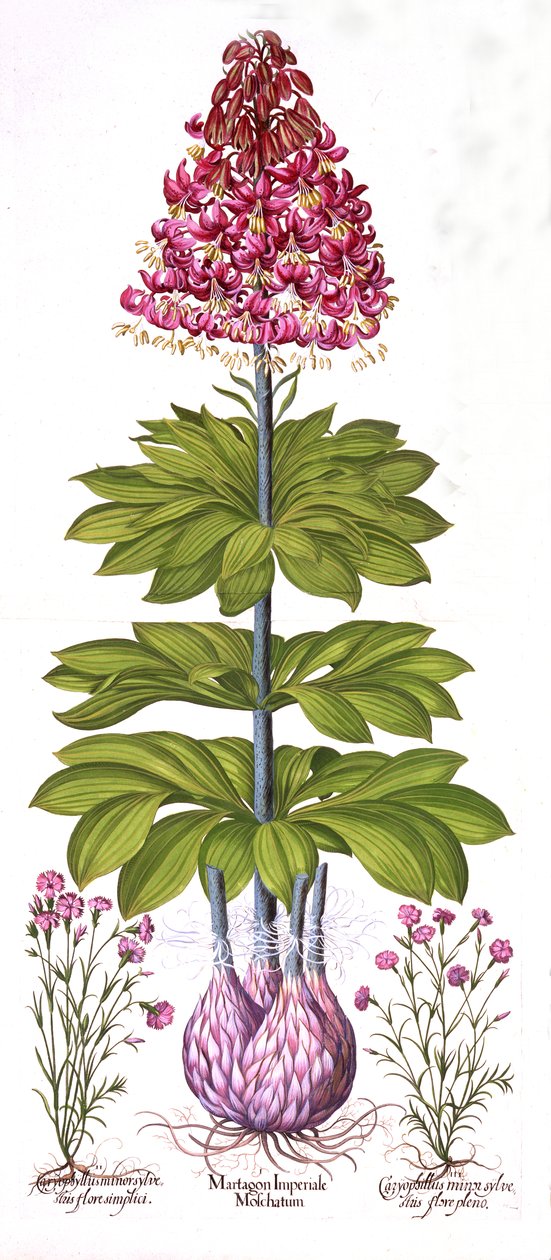 Turks Cap Lily og Dianthus, fra Hortus Eystettensis, af Basil Besler (1561-1629), pub. 1613 (håndfarvet gravering) af German School