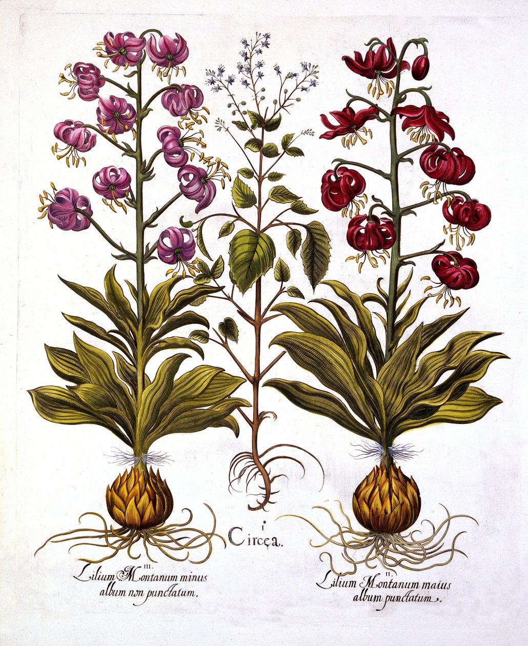 Turks Cap Lily og Enchanters Nightshade, fra Hortus Eystettensis, af Basil Besler (1561-1629), pub. 1613 (håndfarvet gravering) af German School
