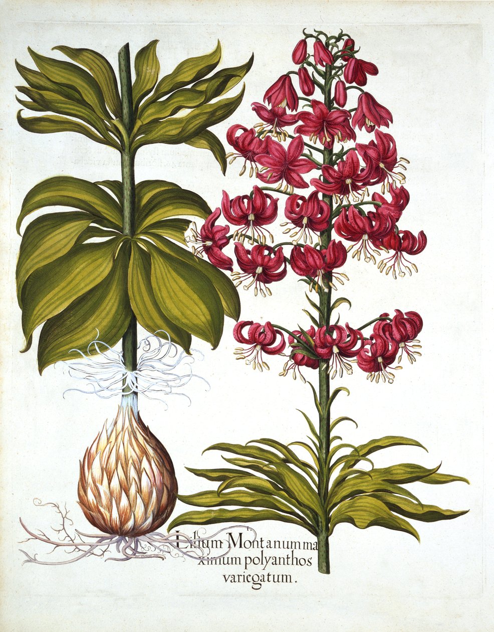 Turks Cap Lily, fra Hortus Eystettensis, af Basil Besler (1561-1629), pub. 1613 (håndfarvet gravering) af German School