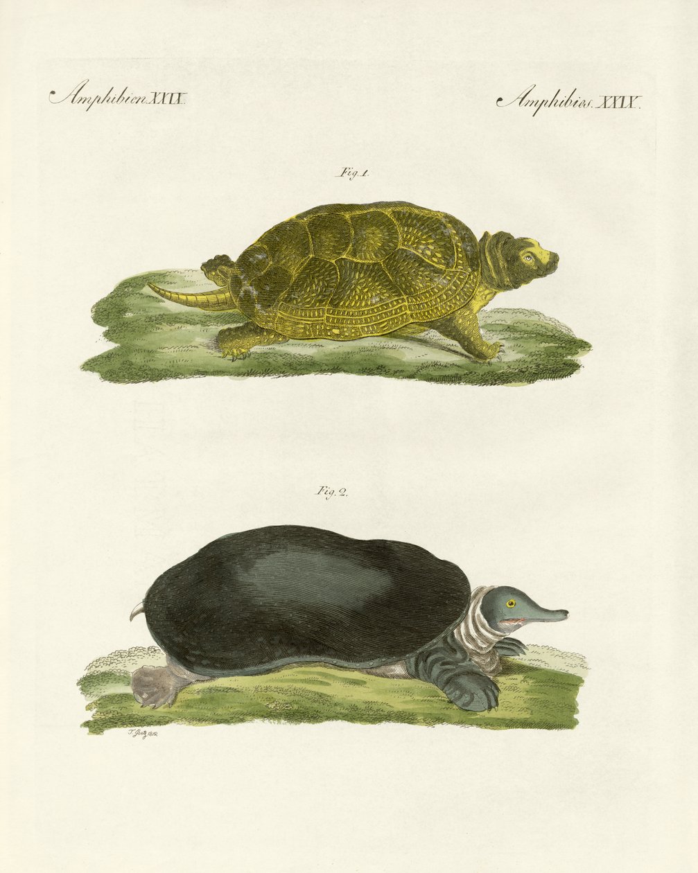 Skildpadder af ferskvand (farvet gravering) af German School