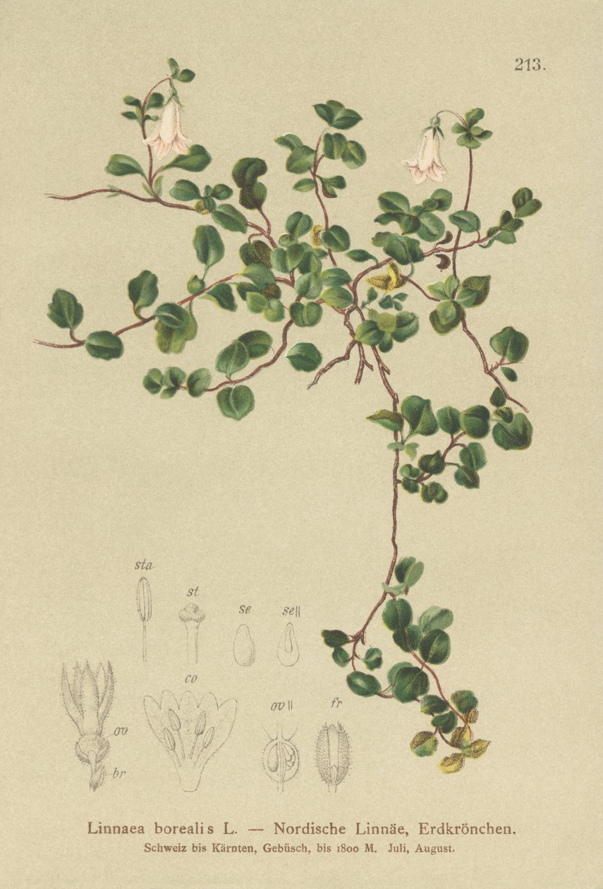 Twinflower (Linnaea borealis) af German School