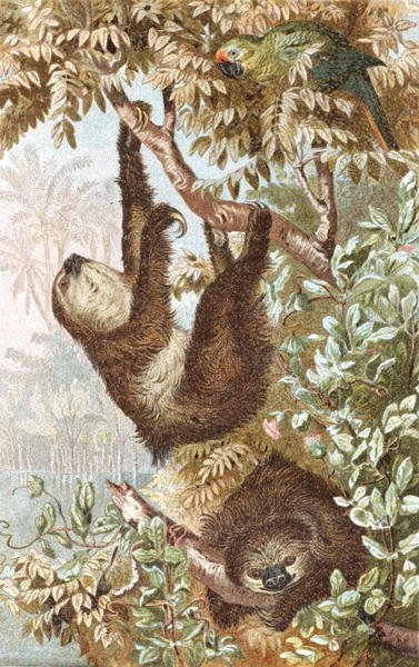 Two-Toed Sloth, tallerken fra "Brehms Tierleben: Allgemeine Kunde des Tierreichs", bind 2, s.646, udgivet af Bibliographisches Institut af German School