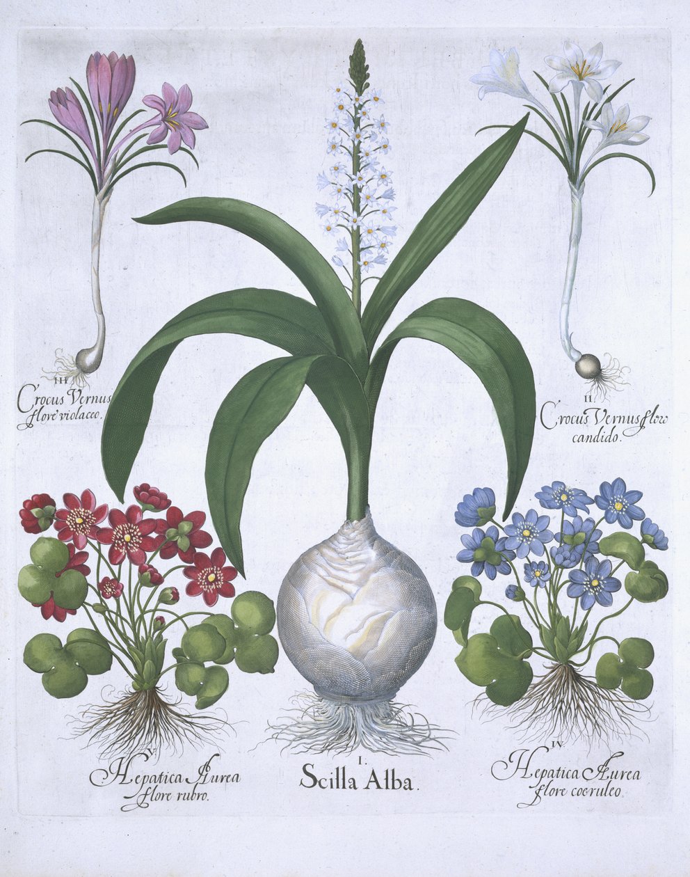 To krokus, to hepatica og en Scilla, fra Hortus Eystettensis, af Basil Besler (1561-1629) pub. 1613 (håndfarvet gravering) af German School