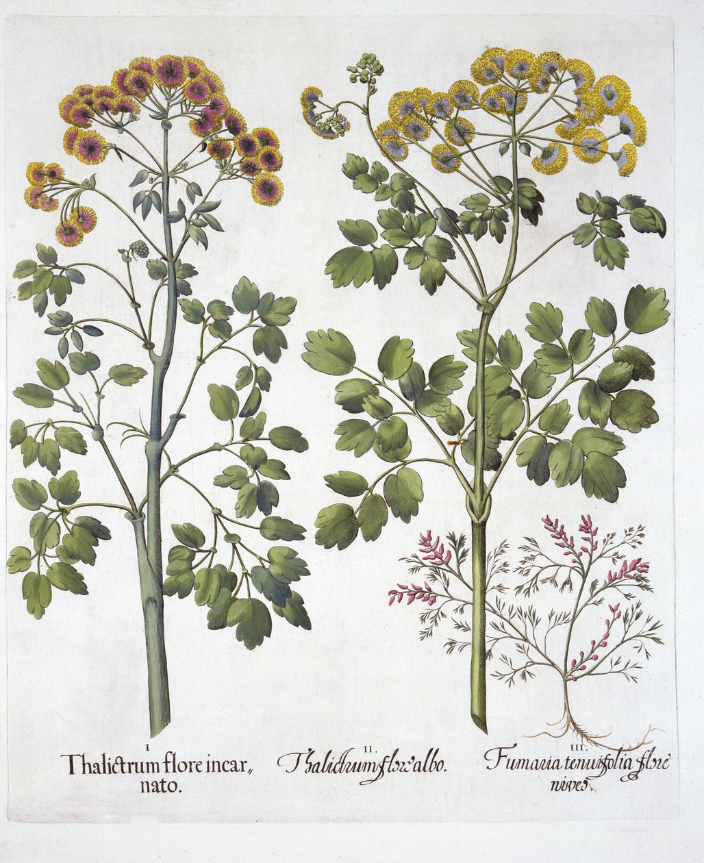 Two Kinds of Meadow Rue og Fumewort , fra Hortus Eystettensis, af Basil Besler (1561-1629), pub. 1613 (håndfarvet gravering) af German School