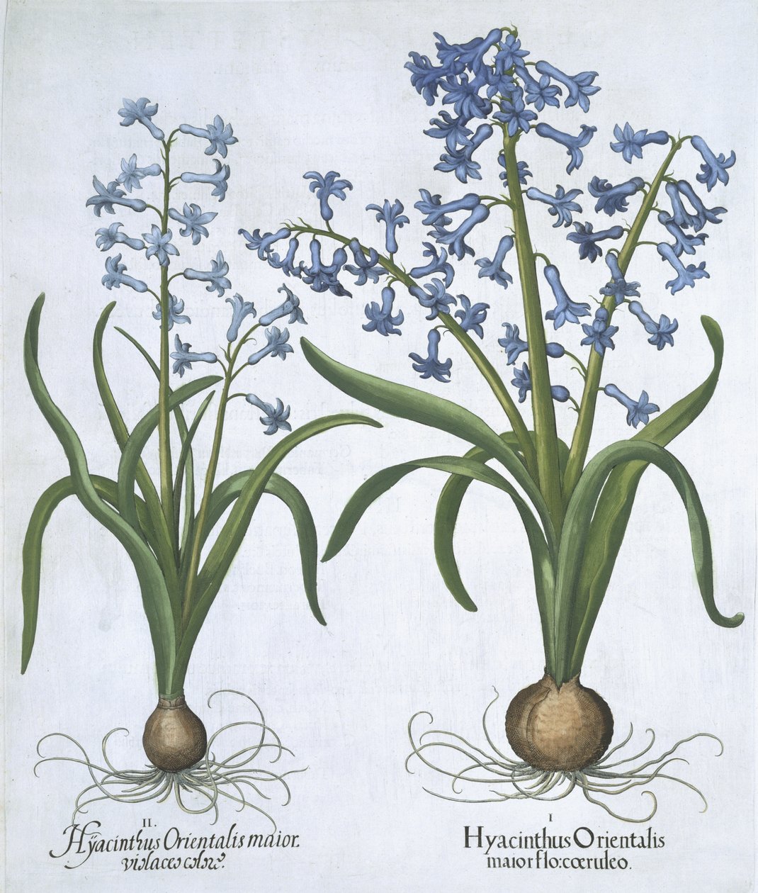 To blå hyacinter, fra Hortus Eystettensis, af Basil Besler (1561-1629) pub. 1613 (håndfarvet gravering) af German School