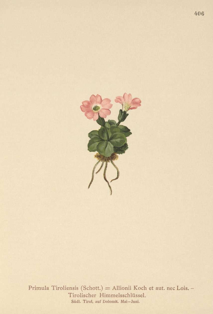 Tyrolsk primula (Primula tyrolensis, Primula Tirolensis, Primula Allionii) af German School