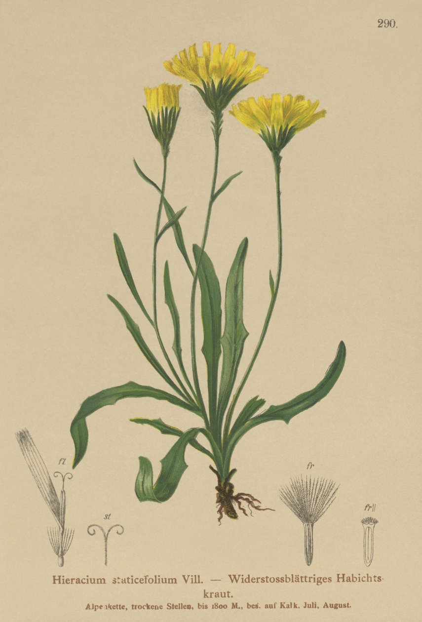 Paraply-Mælkeurt (Hieracium staticefolium, Hieracium staticifolium, Tolpis staticifolia, Chlorocrepis staticifolia, Chlorocrepis staticifolium) af German School