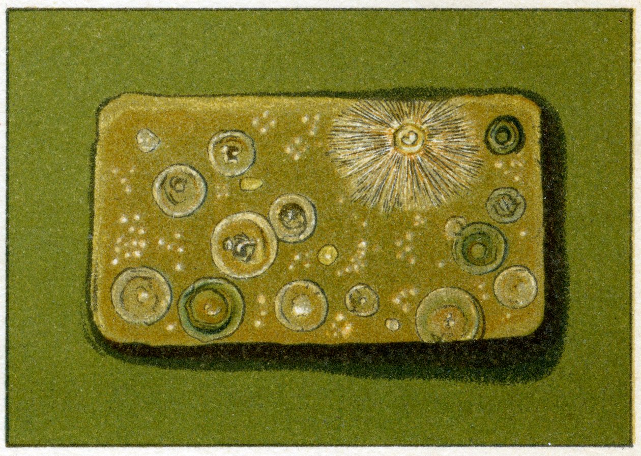 Usunde niveauer af bakterier i drikkevand, ca. 1890 (farvekromolitografi) af German School