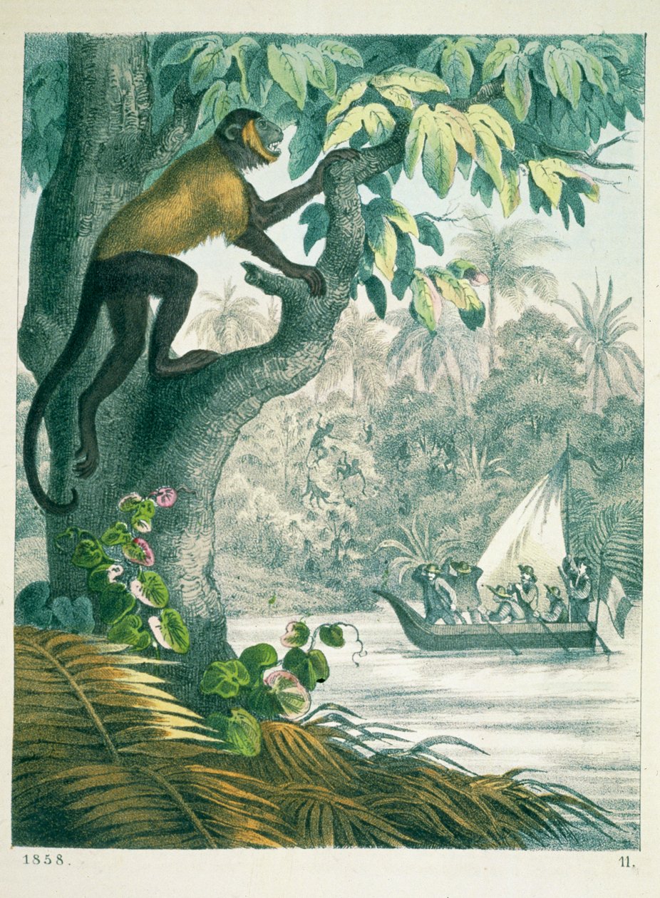 Den øvre del af Amazonas, fra The Book of the World, udgivet 1858 af German School
