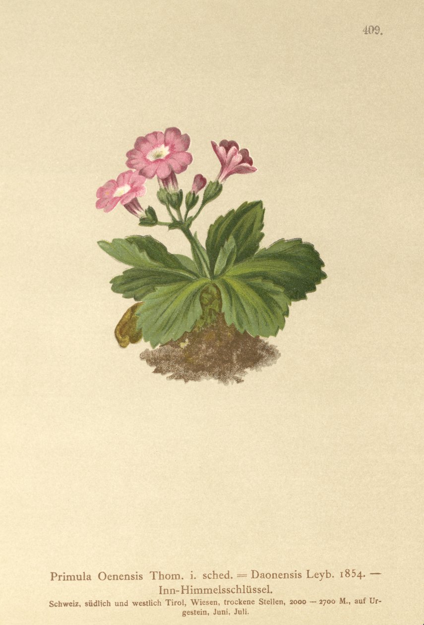 Val-Daone Primrose (Primula Oenensis, Primula Daonensis) af German School