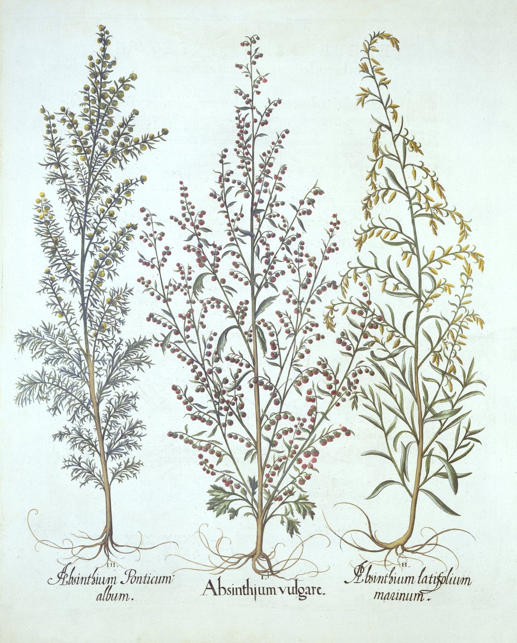 Variationer af Malurt, fra Hortus Eystettensis, af Basil Besler (1561-1629), pub. 1613 (håndkoloreret gravering) af German School