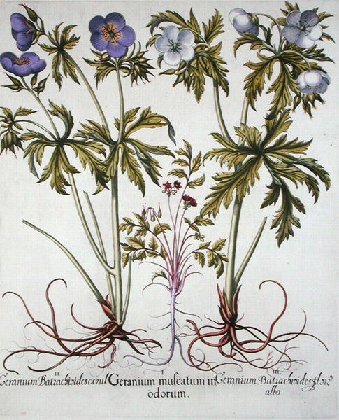 Sorter af Geranium, fra "Hortus Eystettensis" af Basil Besler (1561-1629), udgivet af Basil Besler (1561-1629). 1613 (håndkoloreret gravering) af German School
