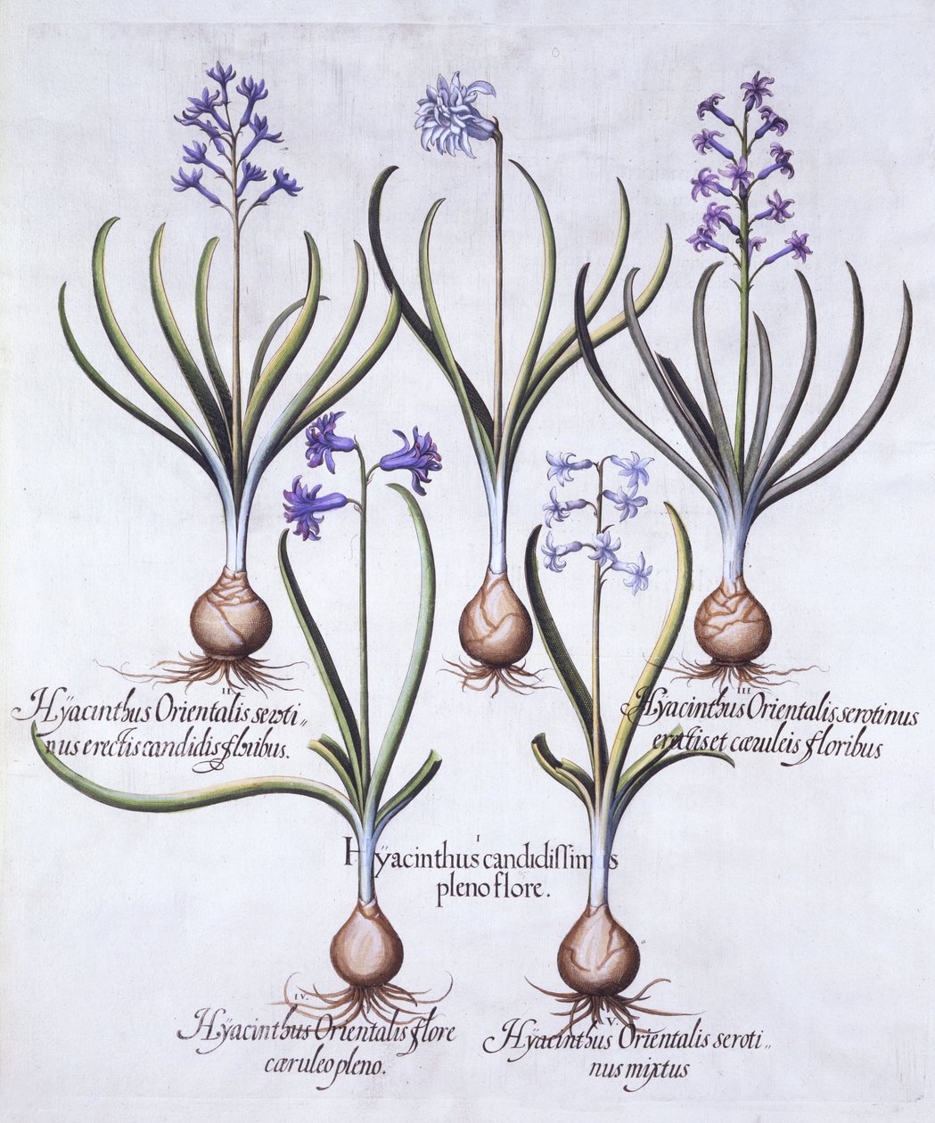 Variety of Hyacinth with Bulb, fra Hortus Eystettensis, af Basil Besler (1561-1629), pub. 1613 (håndkoloreret gravering) af German School