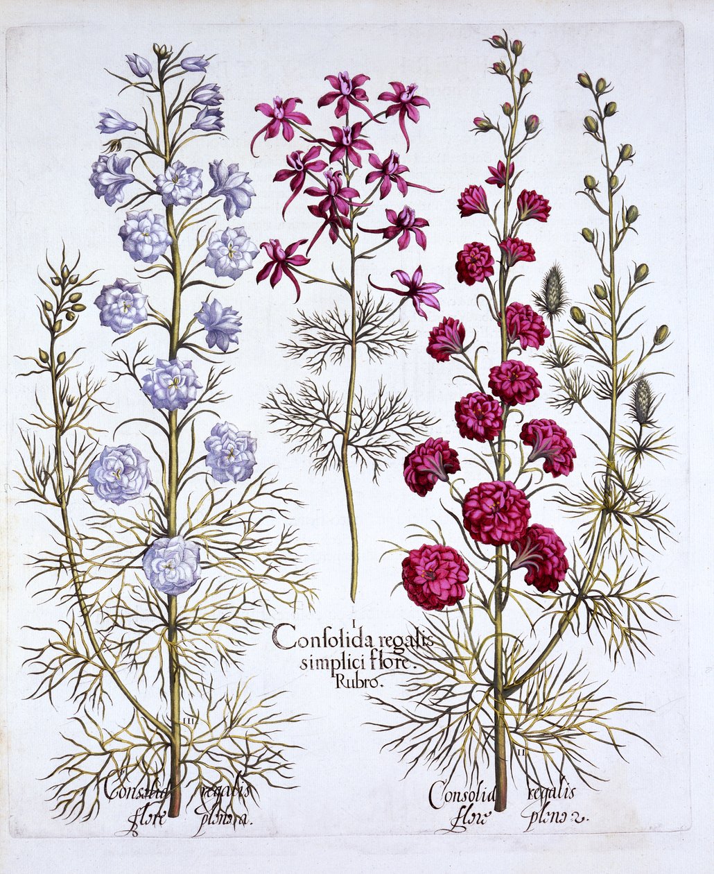 Varieties of Larkspur, fra Hortus Eystettensis, af Basil Besler (1561-1629), pub. 1613 (håndfarvet gravering) af German School