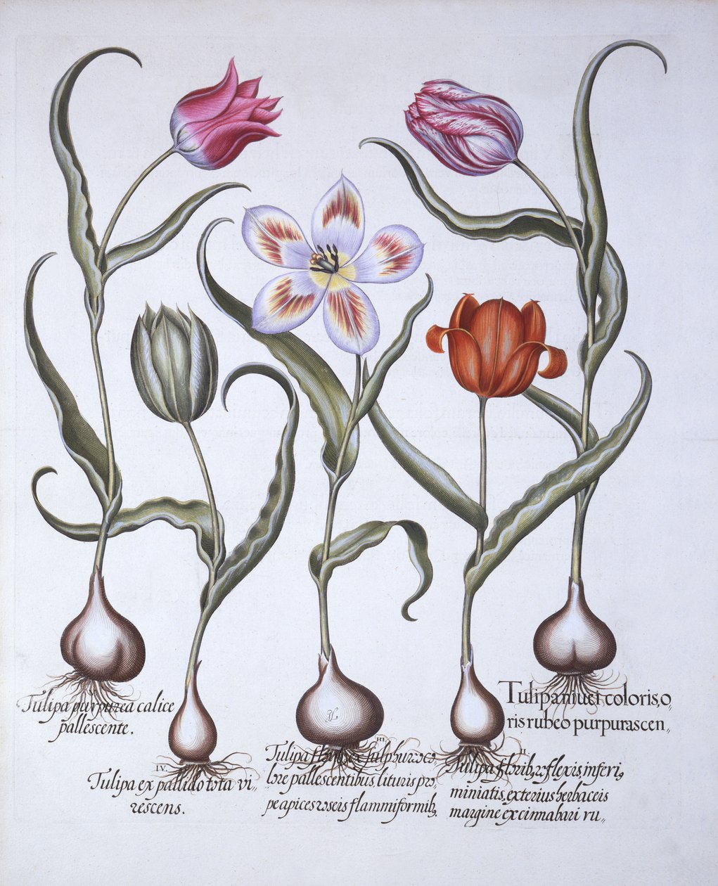 Varieties of Tulip, fra Hortus Eystettensis, af Basil Besler (1561-1629), pub. 1613 (håndfarvet gravering) af German School