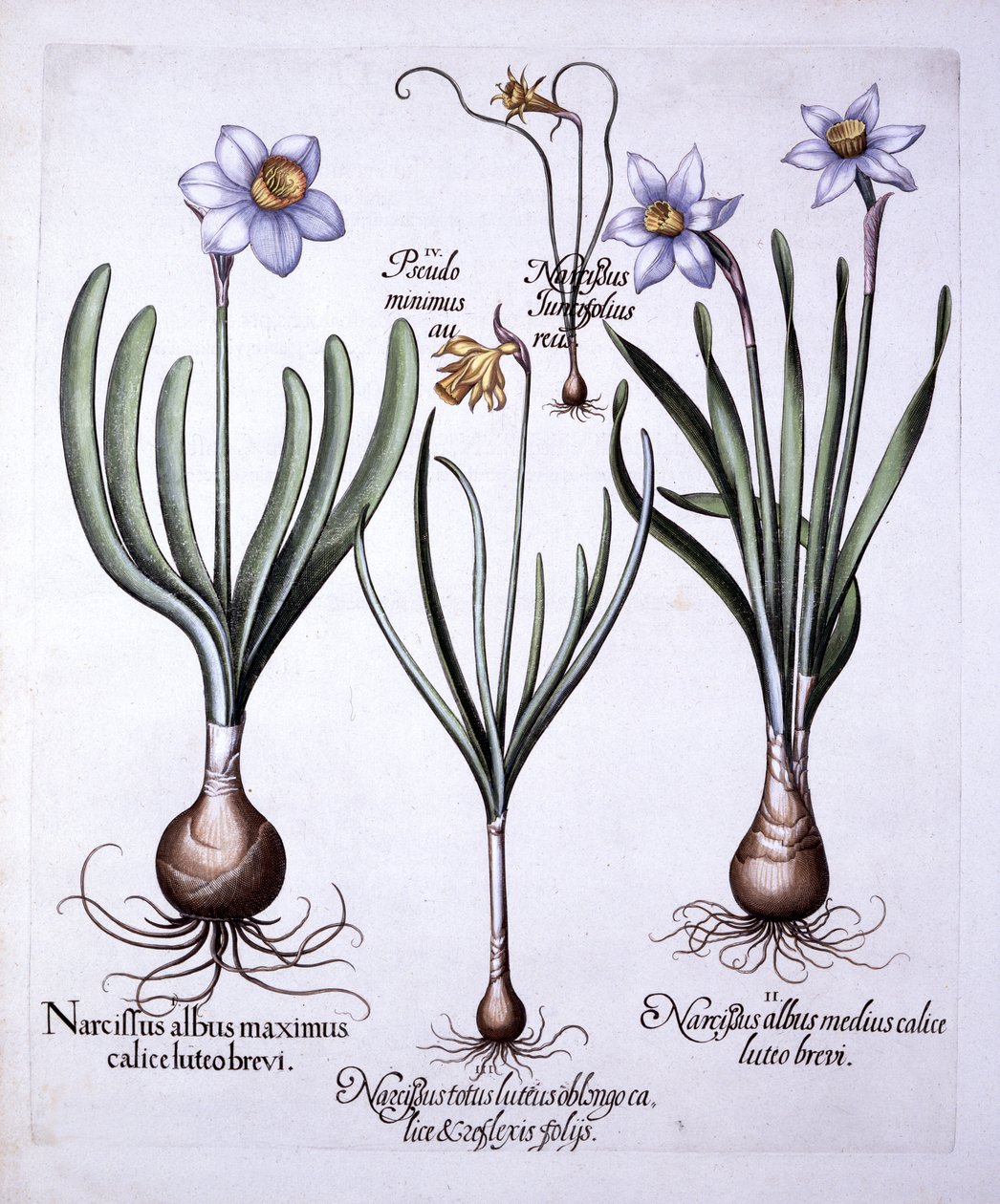 Forskellige Narcissi, fra Hortus Eystettensis, af Basil Besler (1561-1629), pub. 1613 (håndfarvet gravering) af German School