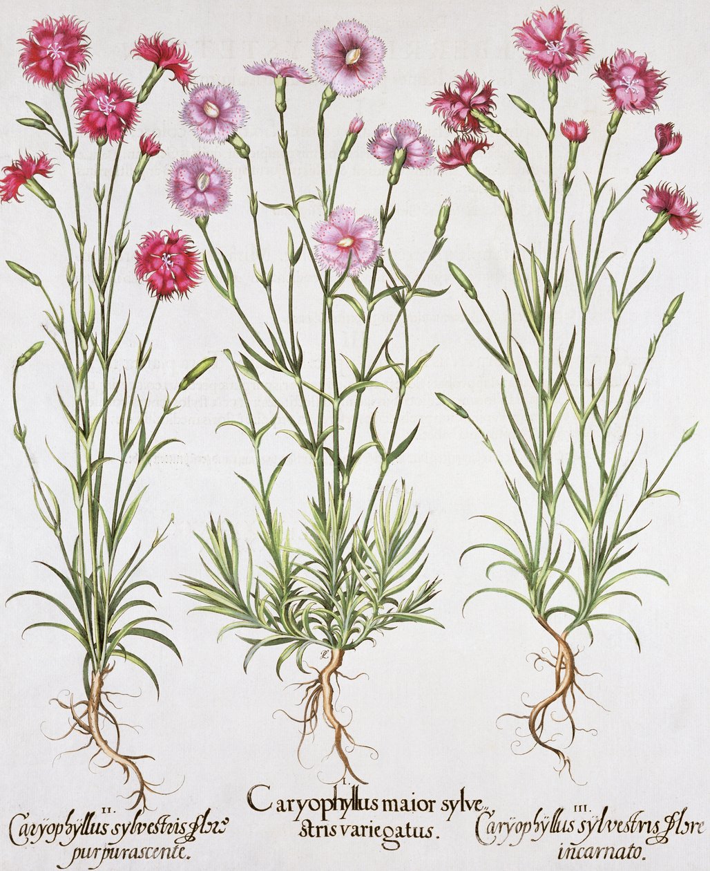 Forskellige varianter af Dianthus, fra Hortus Eystettensis af Basil Besler (1561-1629), pub. 1613 (håndfarvet gravering) af German School