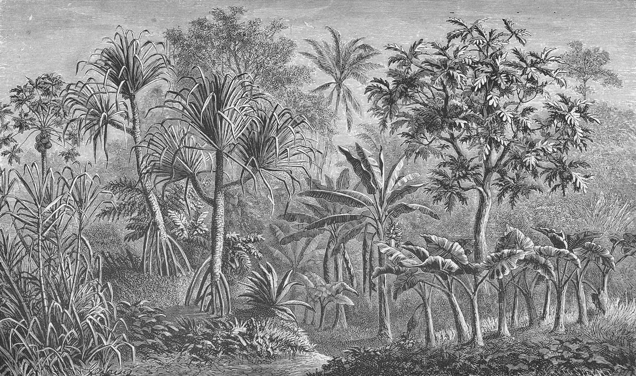 Vegetation i Indien af German School