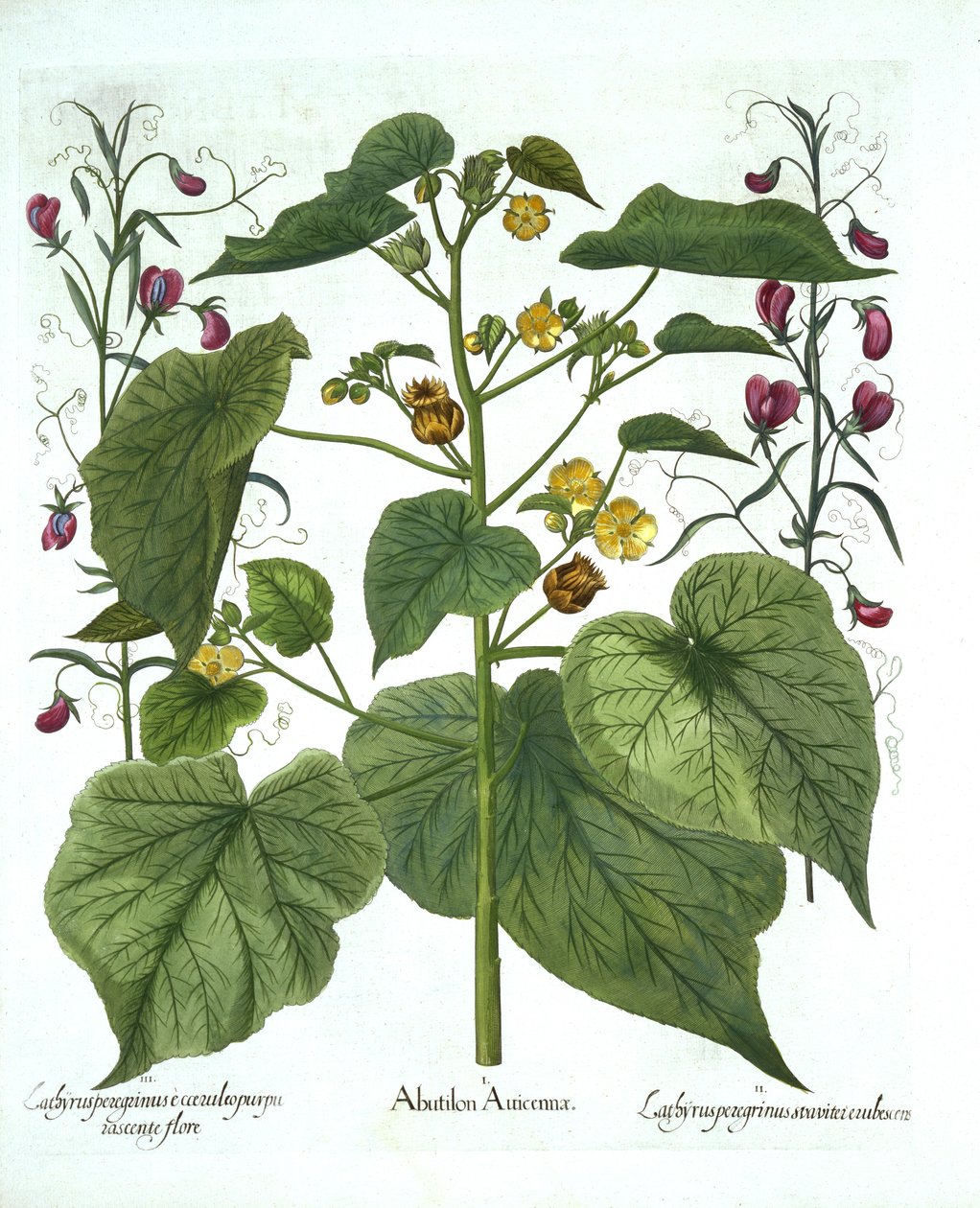 Velvetleaf and Sweet Peas, fra Hortus Eystettensis, af Basil Besler (1561-1629), pub. 1613 (håndkoloreret gravering) af German School