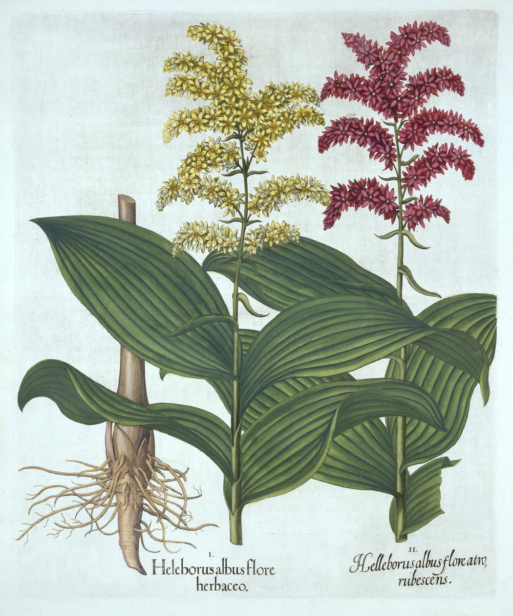 Veratrum, fra "Hortus Eystettensis", af Basil Besler af German School