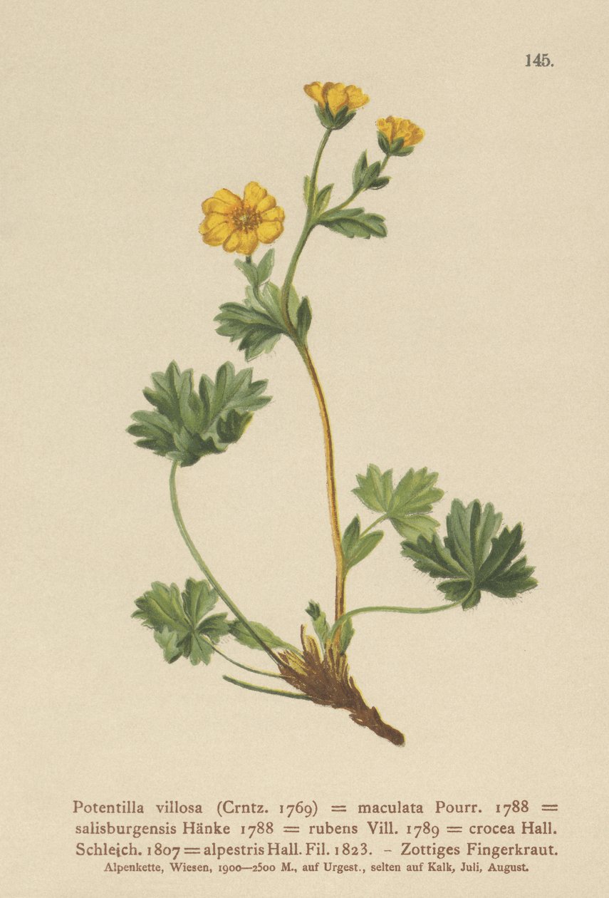 Røllike (Potentilla villosa, Potentilla maculata, Potentilla rubens, Potentilla crocea, Potentilla alpestris, Potentilla salisburgensis) af German School