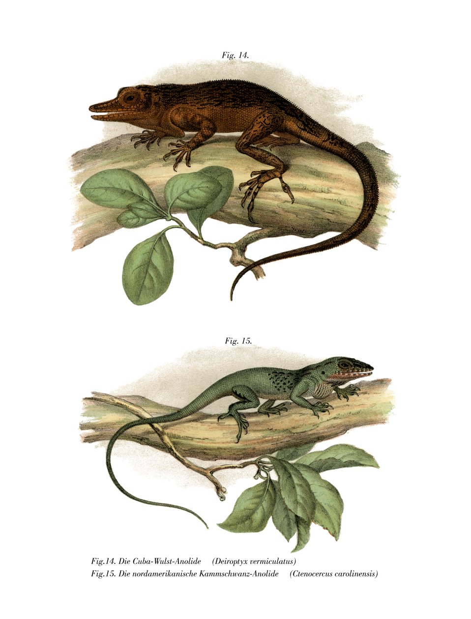 Vinales Anole (farve litho) af German School
