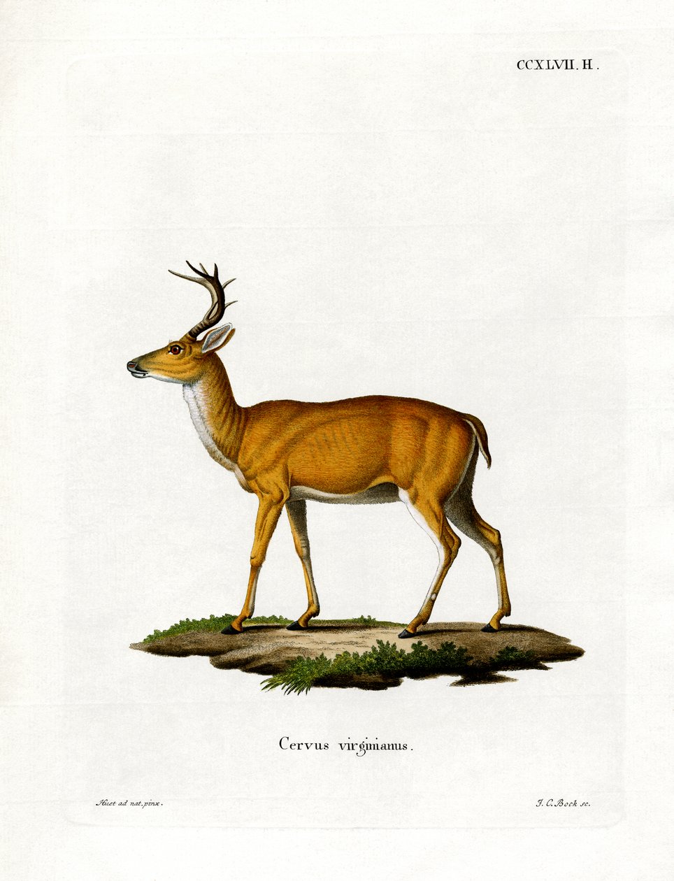 Virginian Deer (farvet gravering) af German School