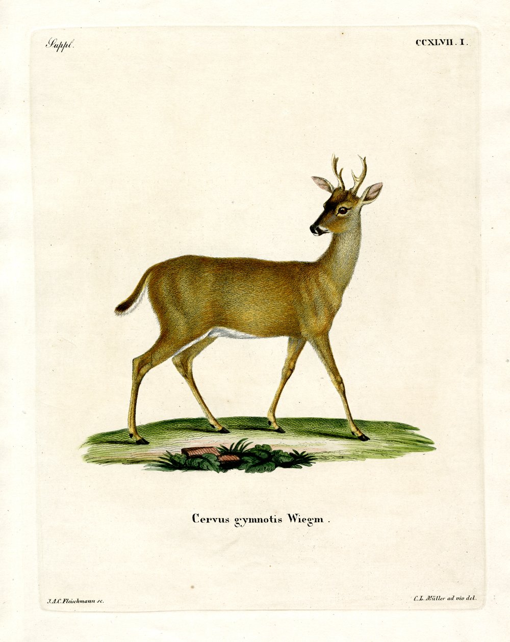 Virginian Deer (farvet gravering) af German School