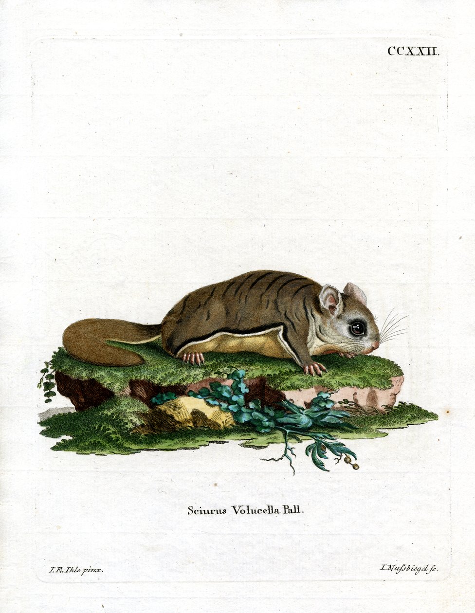 Virginian Flying Squirrel (farvet gravering) af German School