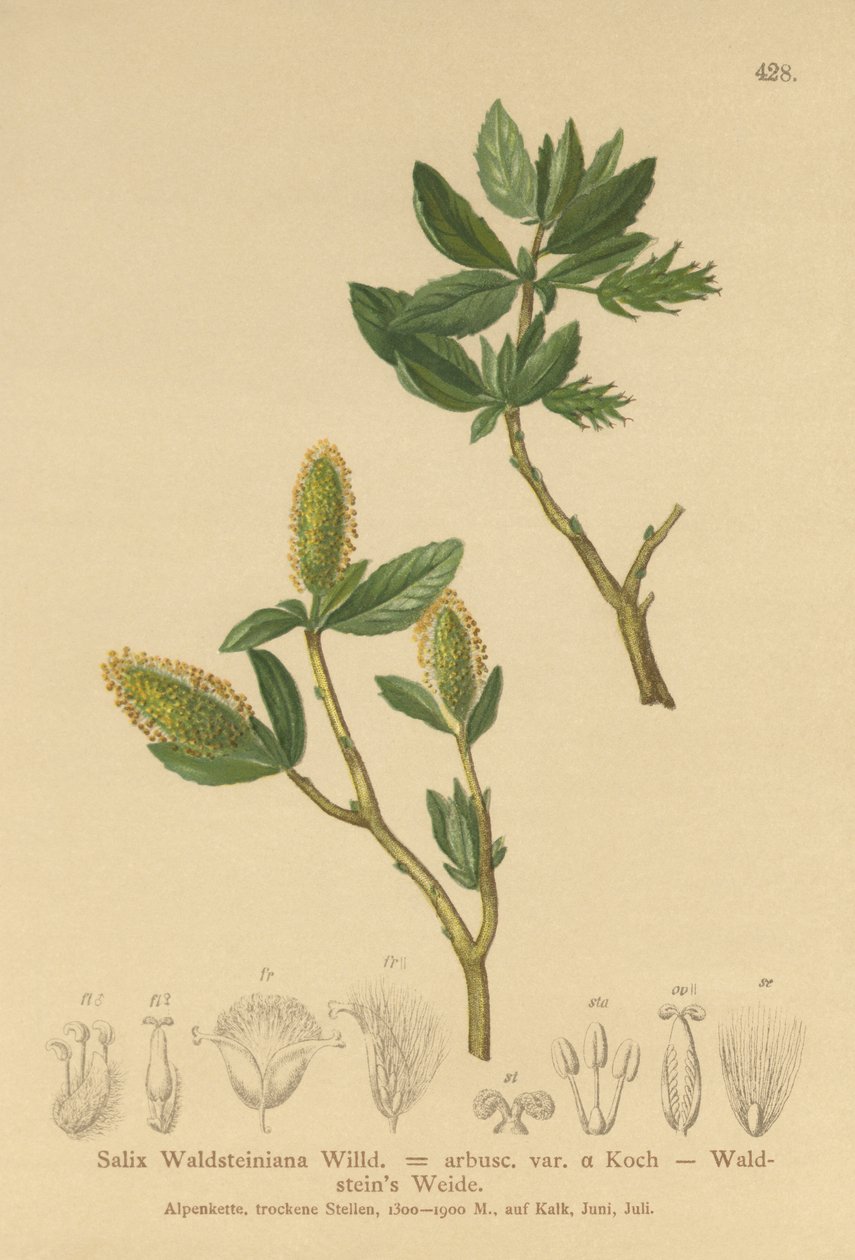 Waldsteins pil (Salix Waldsteiniana, Salix arbusc. var.) af German School