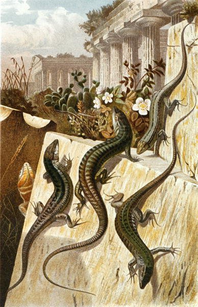 Vægfirben, tallerken fra "Brehms Tierleben: Allgemeine Kunde des Tierreichs", bind 7, s.151, udgivet af Bibliographisches Institut af German School