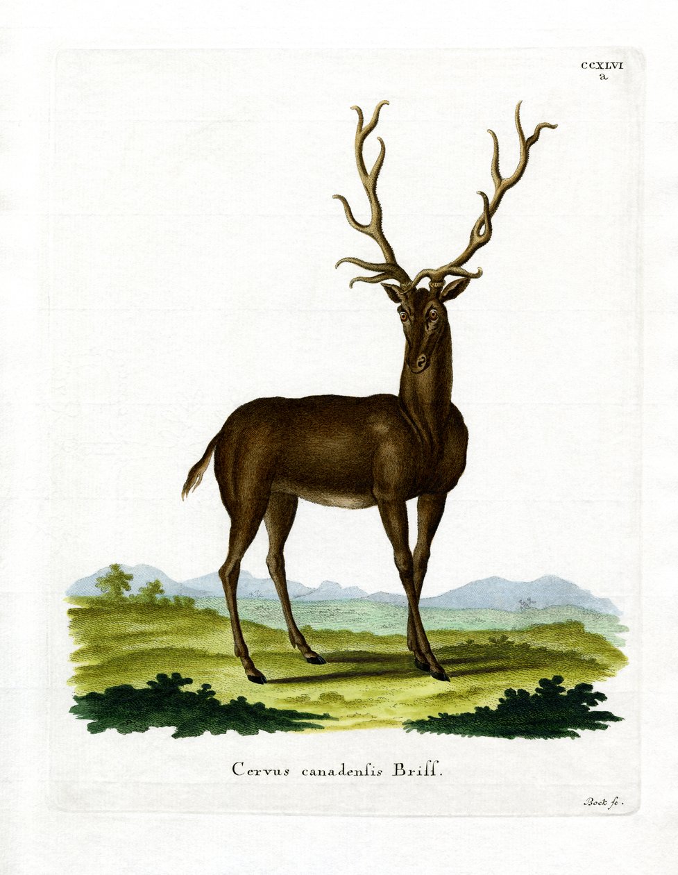 Wapiti (farvet gravering) af German School
