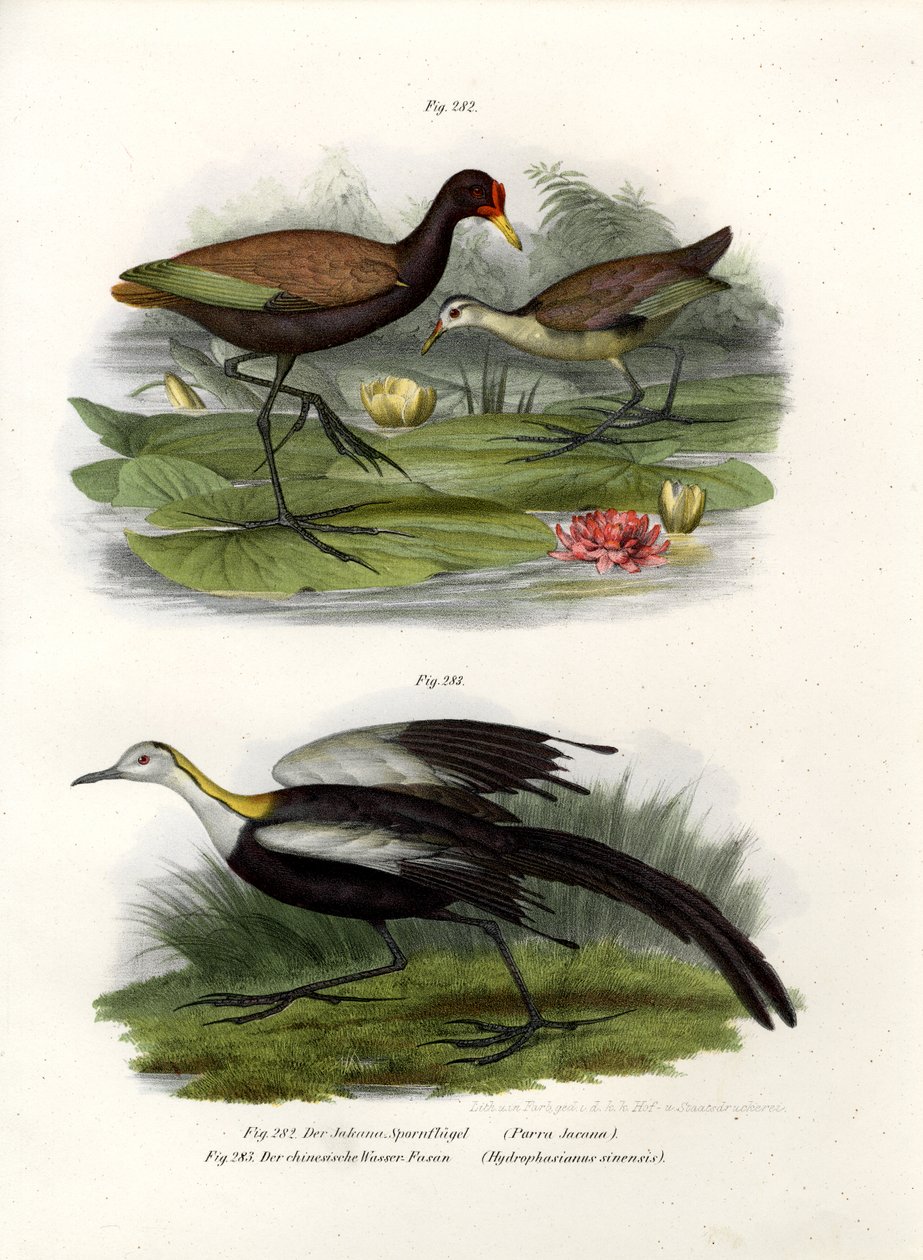 Wattled Jacana, 1864 af German School
