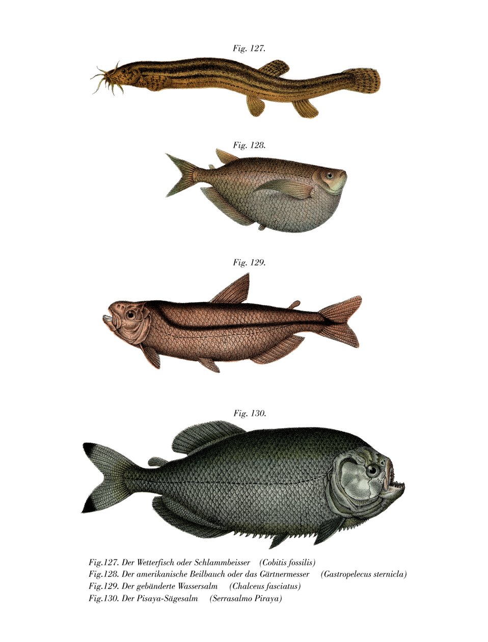 Weather Loach (farve litho) af German School
