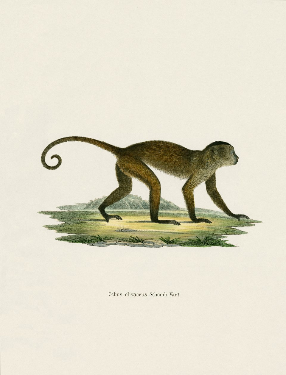 Weeper Capuchin (farvet gravering) af German School