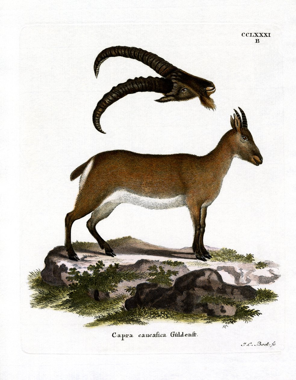 West Caucasian Tur (farvet gravering) af German School