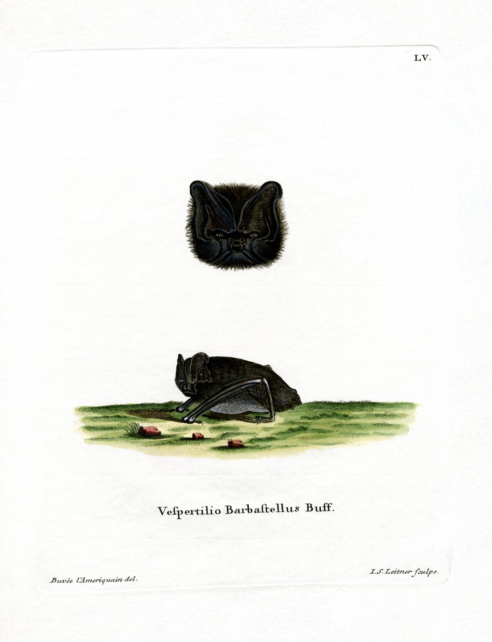 Western Barbastelle (farvet gravering) af German School