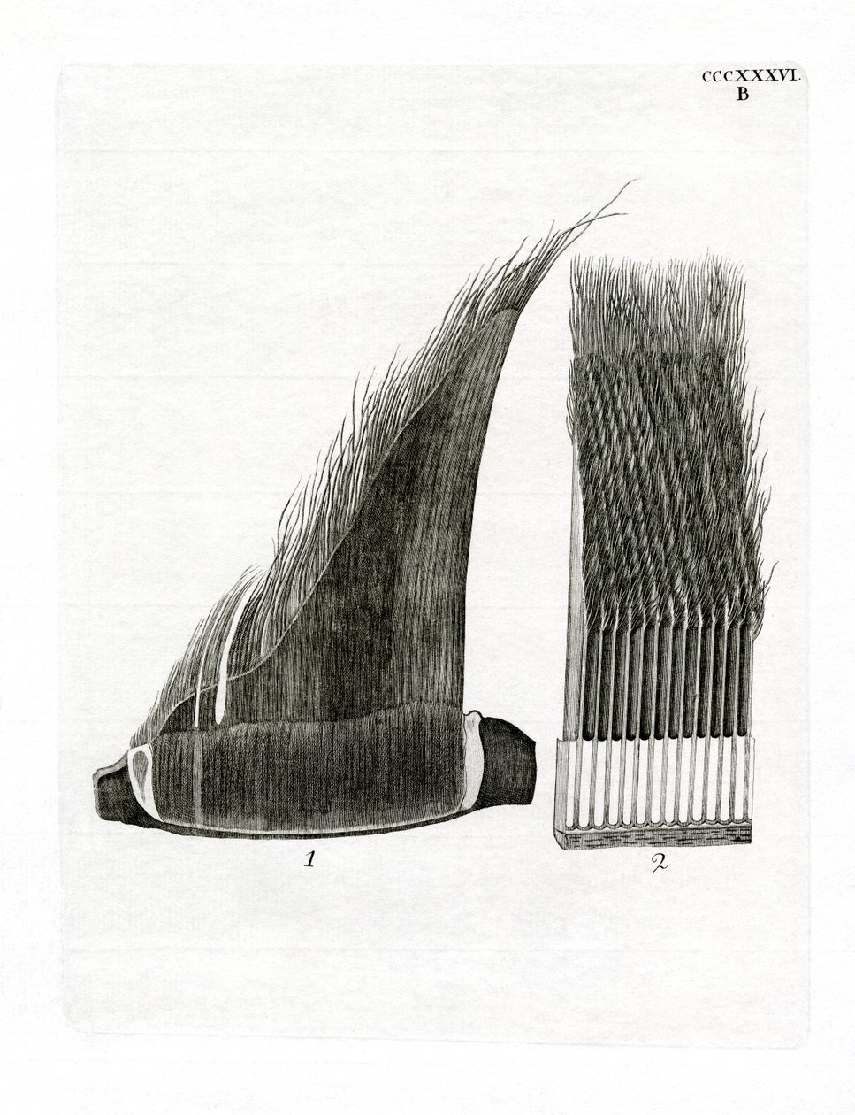 Whale Baleen plader (farvet gravering) af German School