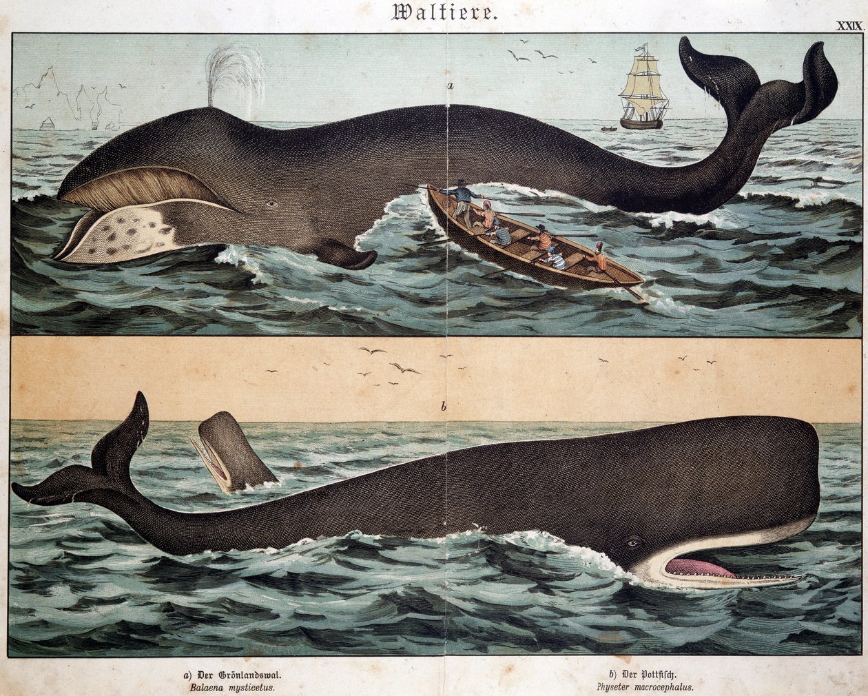 Whale, i "Natural History of Pattedyr", red. Schreiber, München af German School
