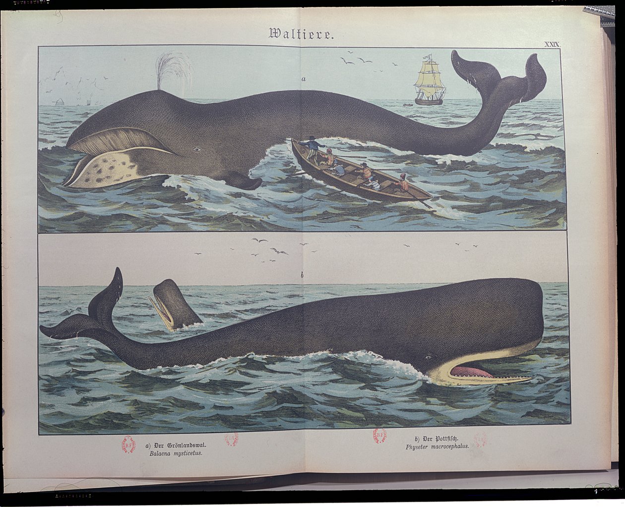 Hvalfangst og spermhval, fra Natural History of Pattedyr (1861) af Gotthelf Heinrich von Schubert (1780-1860), udgivet i Stuttgart, 1886 (farvegravering) af German School