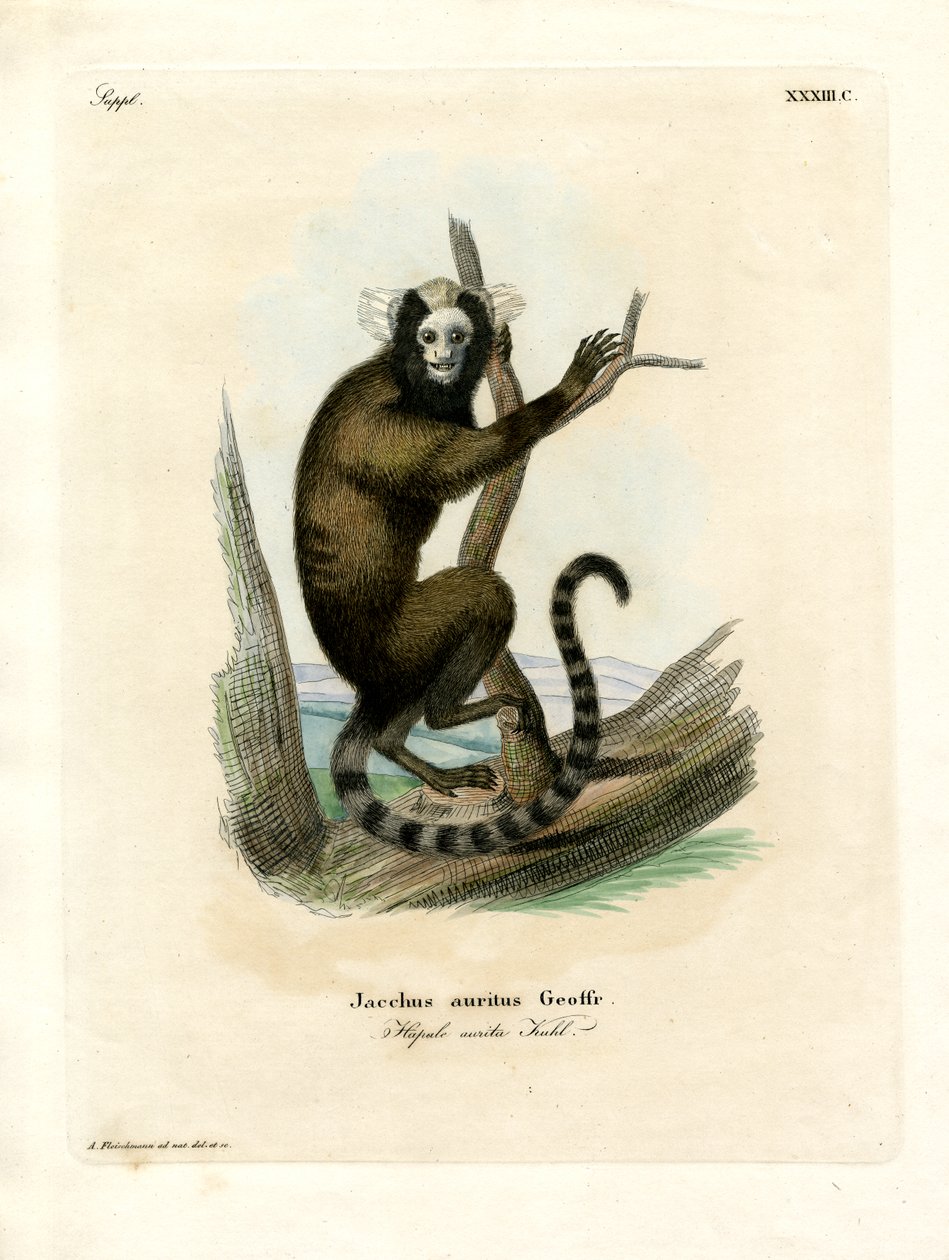 Hvidøret marmoset (farvet gravering) af German School