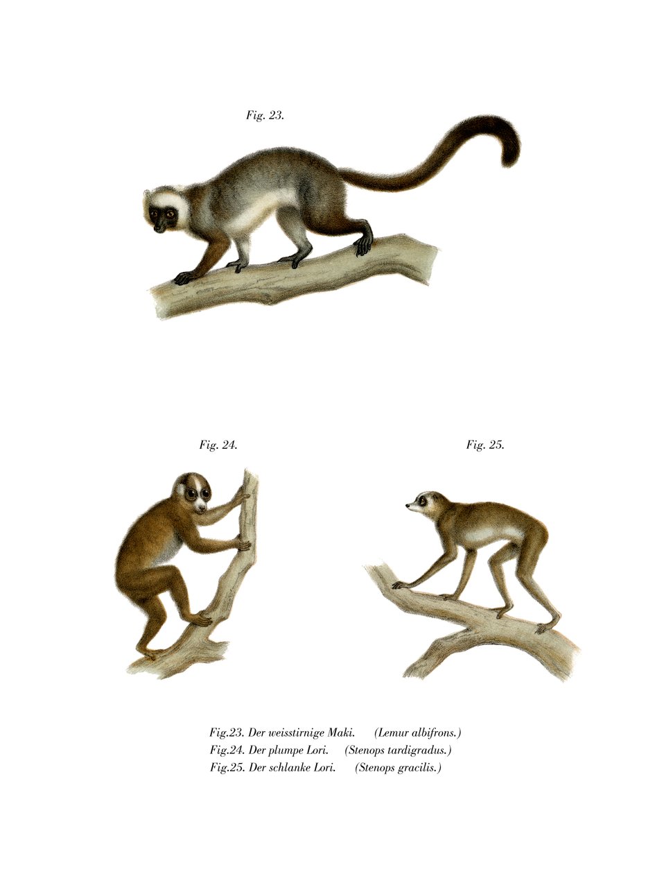 Hvidhovedet Lemur, 1860 af German School